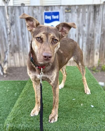 Enlarge Darcy, a Adoptable mixed breed in Washington, DC image 2/3