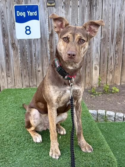 Enlarge Darcy, a Adoptable mixed breed in Washington, DC image 3/3