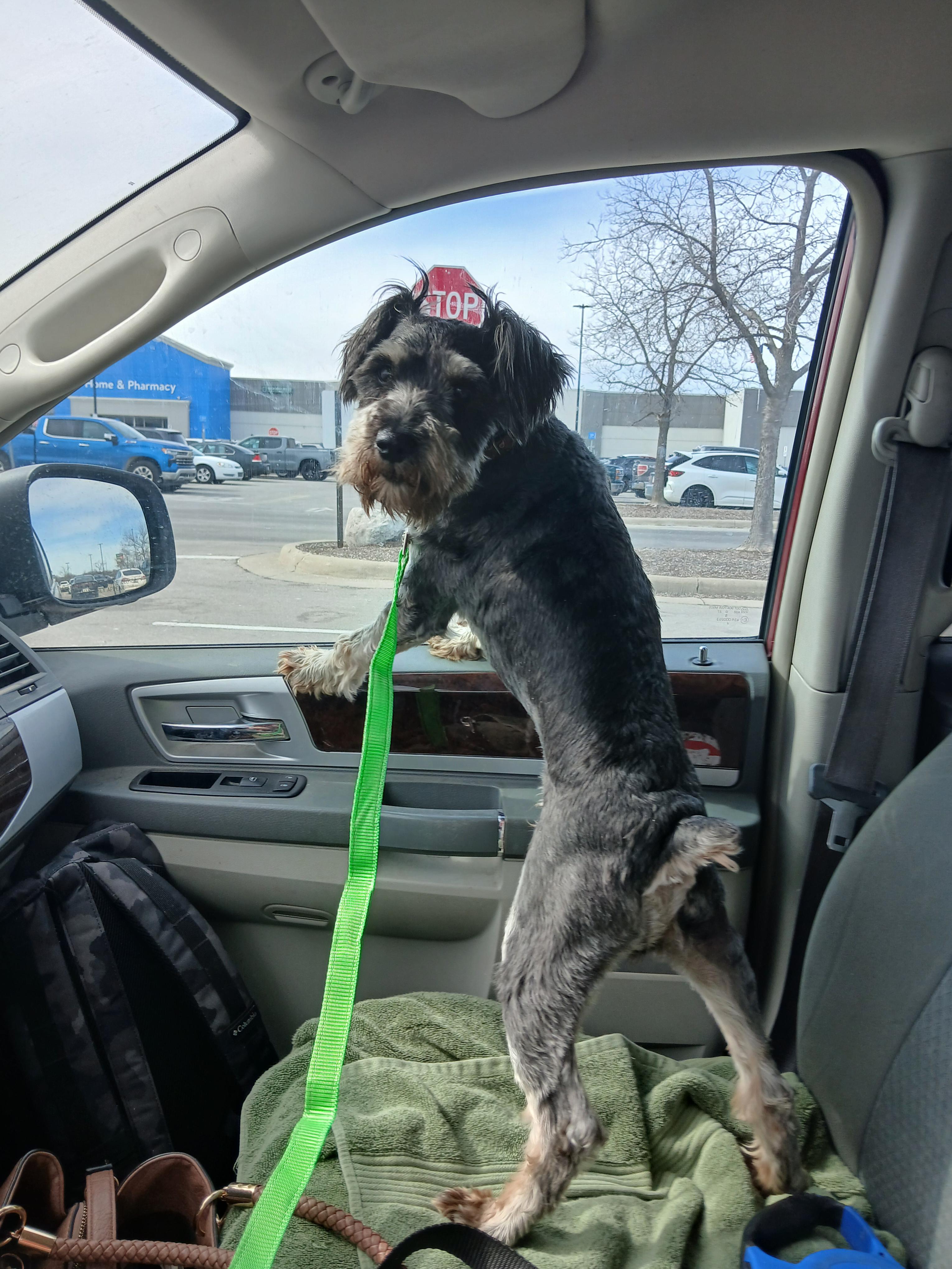 Enlarge Teddy, a Adoptable Miniature Schnauzer in Carey, OH image 2/5