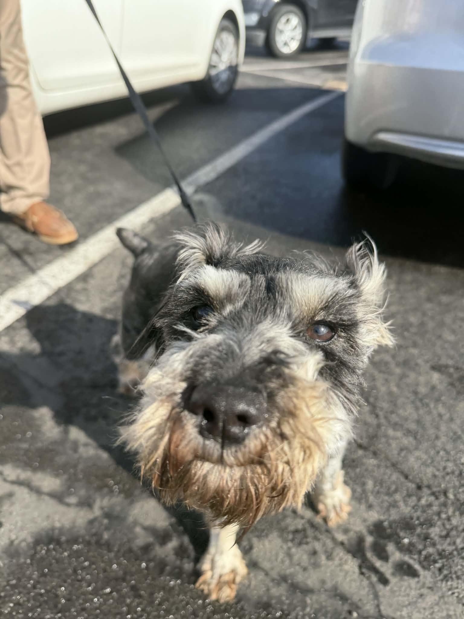 Teddy, Adoptable, Adult Male Miniature Schnauzer.