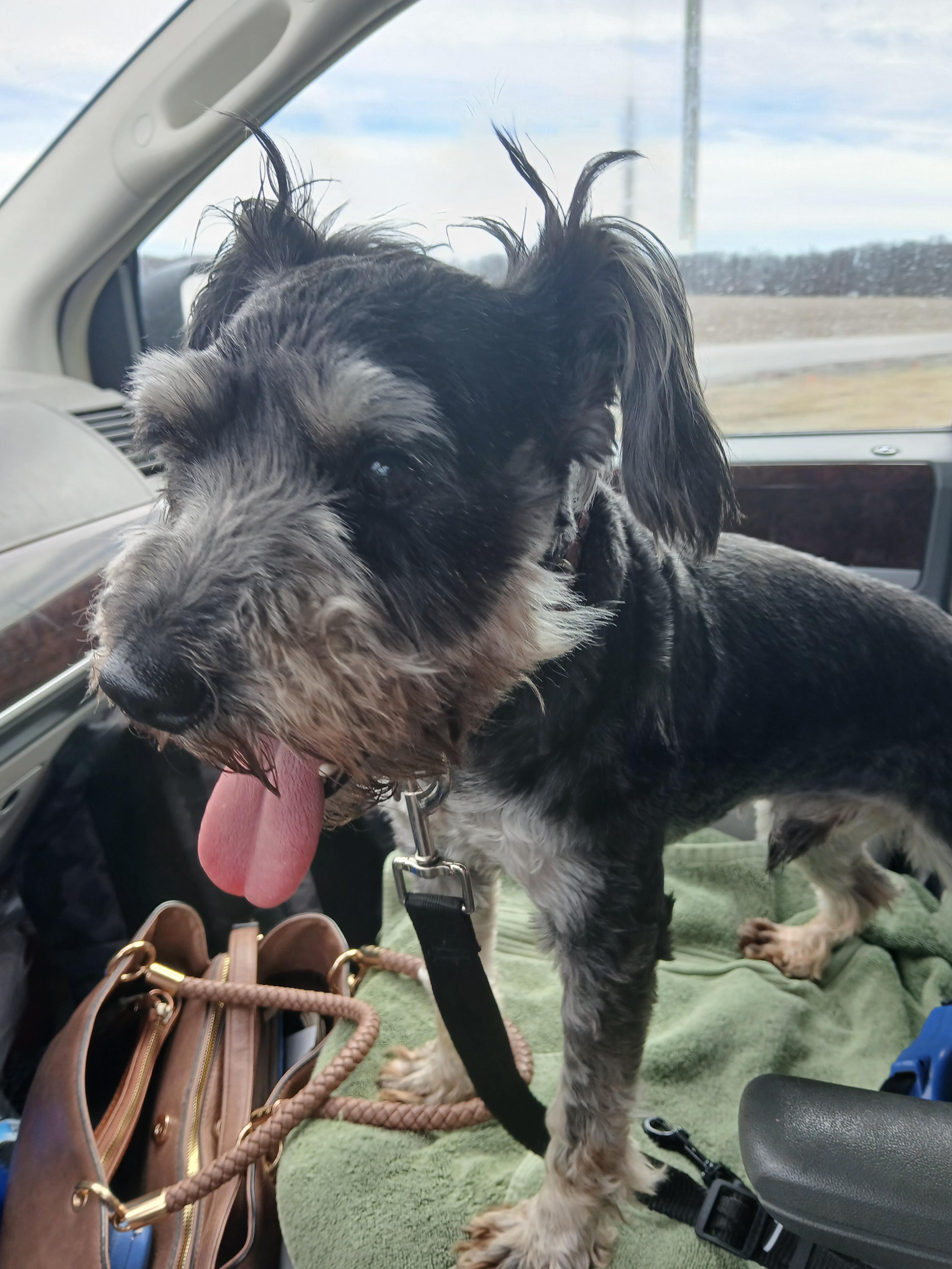 Enlarge Teddy, a Adoptable Miniature Schnauzer in Carey, OH image 3/5