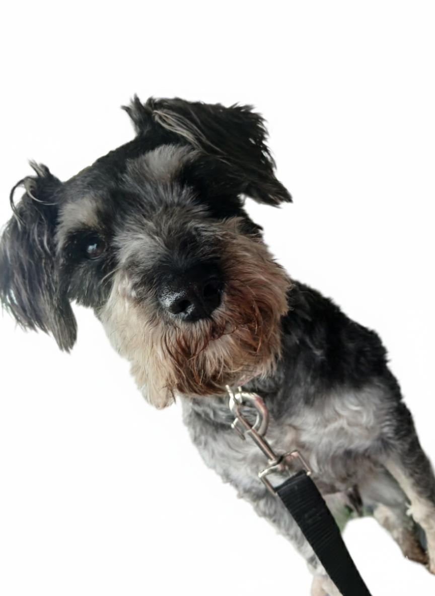 Enlarge Teddy, a Adoptable Miniature Schnauzer in Carey, OH image 4/5