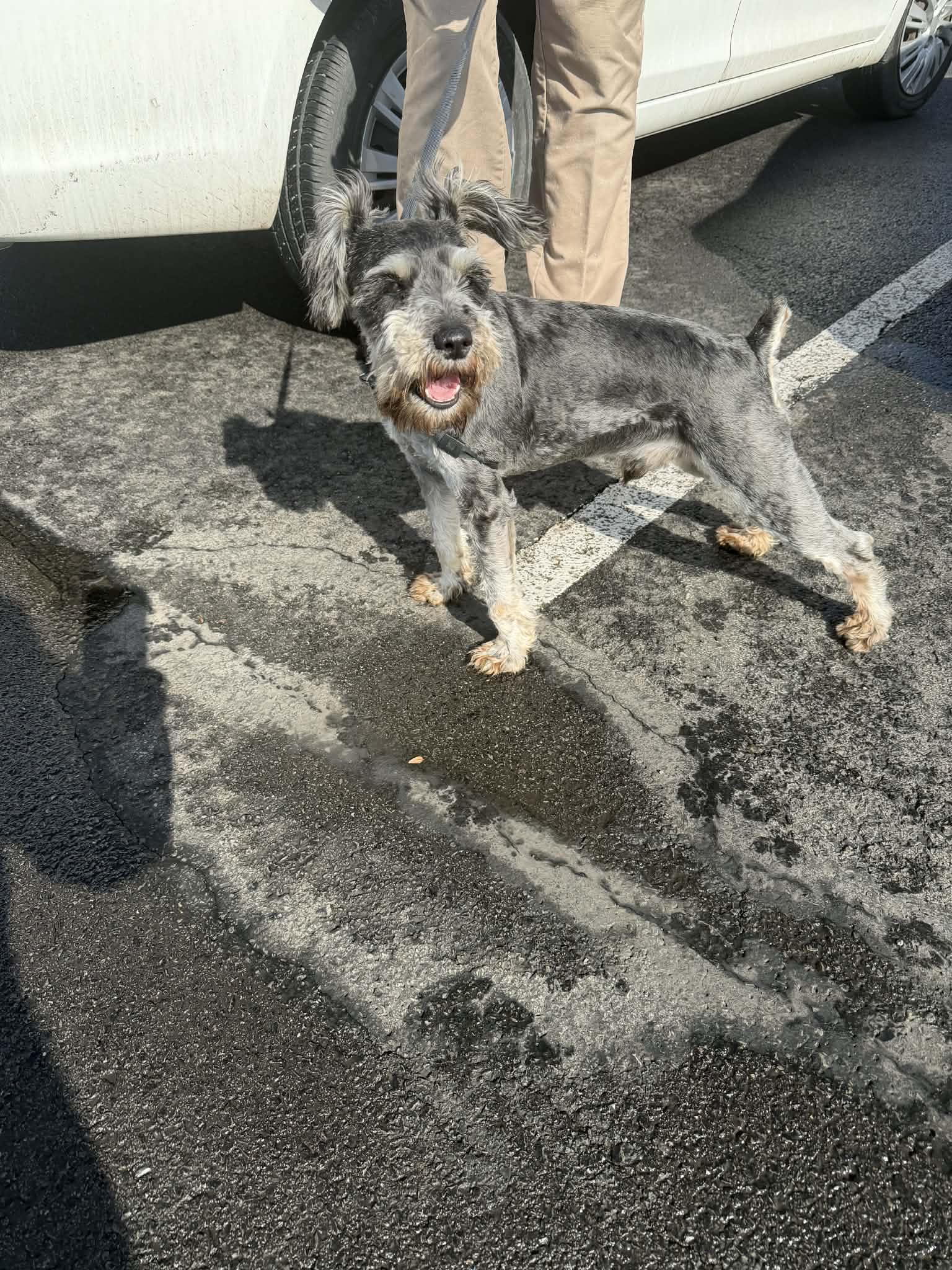 Enlarge Teddy, a Adoptable Miniature Schnauzer in Carey, OH image 5/5