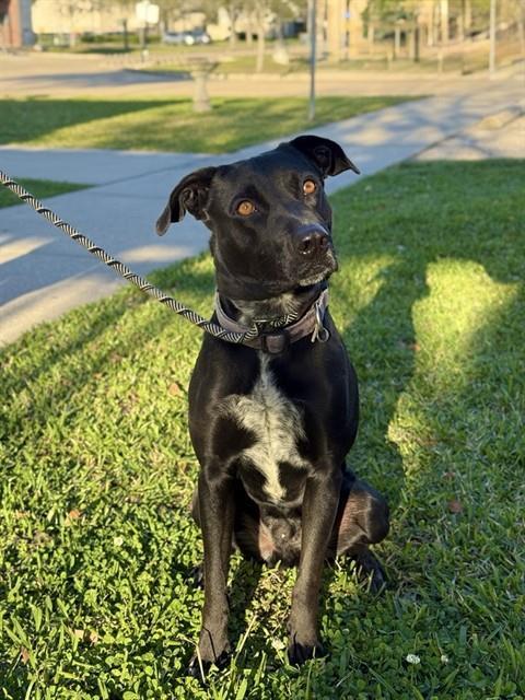 MR WHISPER, Adoptable, Young Male Labrador Retriever.
