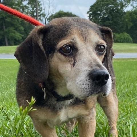 Colby, a Adopted Beagle in Rockville, MD image 3/6