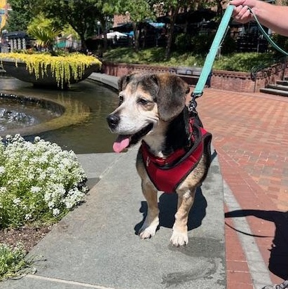 Colby, a Adopted Beagle in Rockville, MD image 4/6