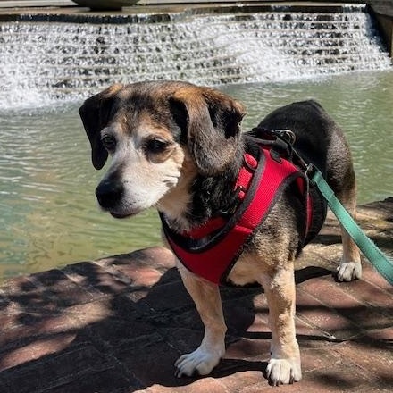 Colby, a Adopted Beagle in Rockville, MD image 1/6