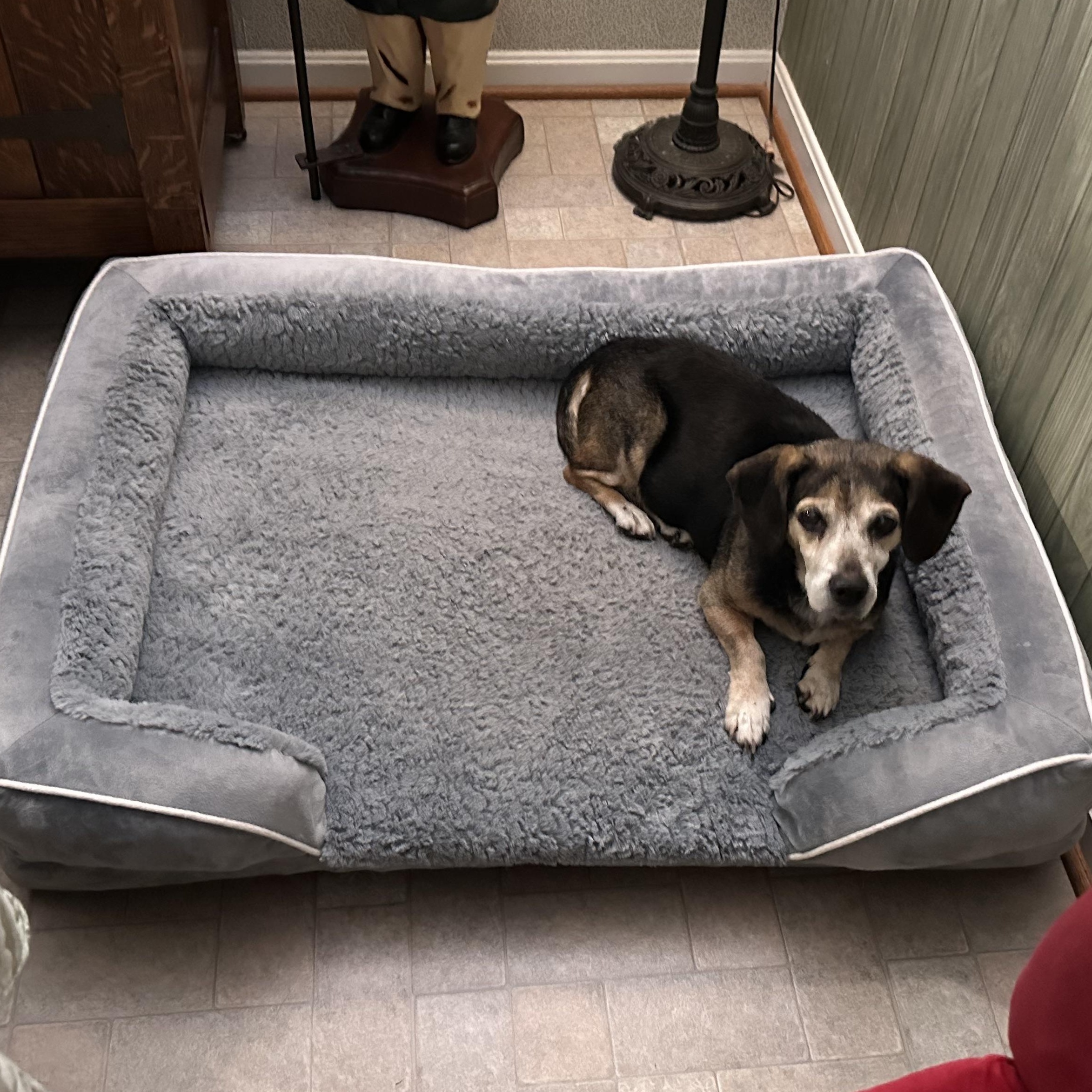 Colby, a Adopted Beagle in Rockville, MD image 5/6