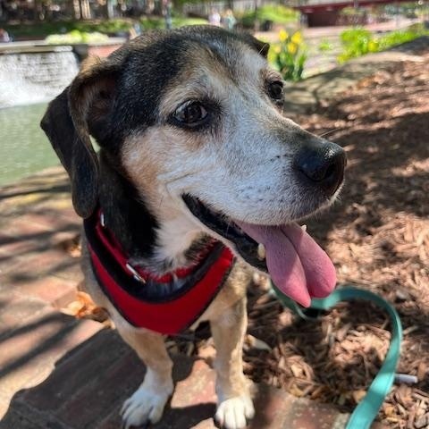 Colby, a Adopted Beagle in Rockville, MD image 2/6