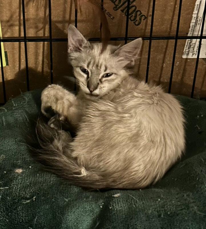 Ohemgee, Adopted, Kitten Female Domestic Short Hair & Siamese.