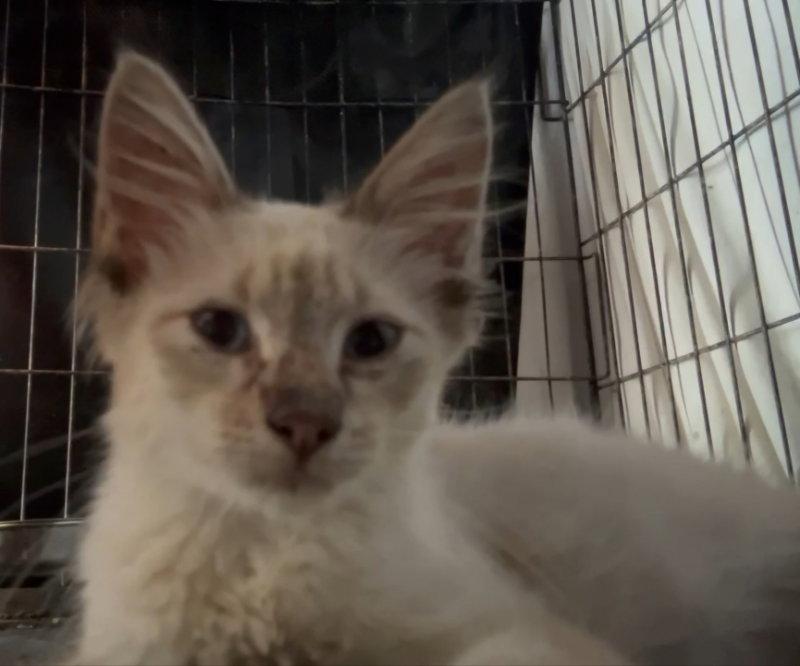 Enlarge Ohemgee, a Adopted mixed breed in Pineville, LA image 2/2