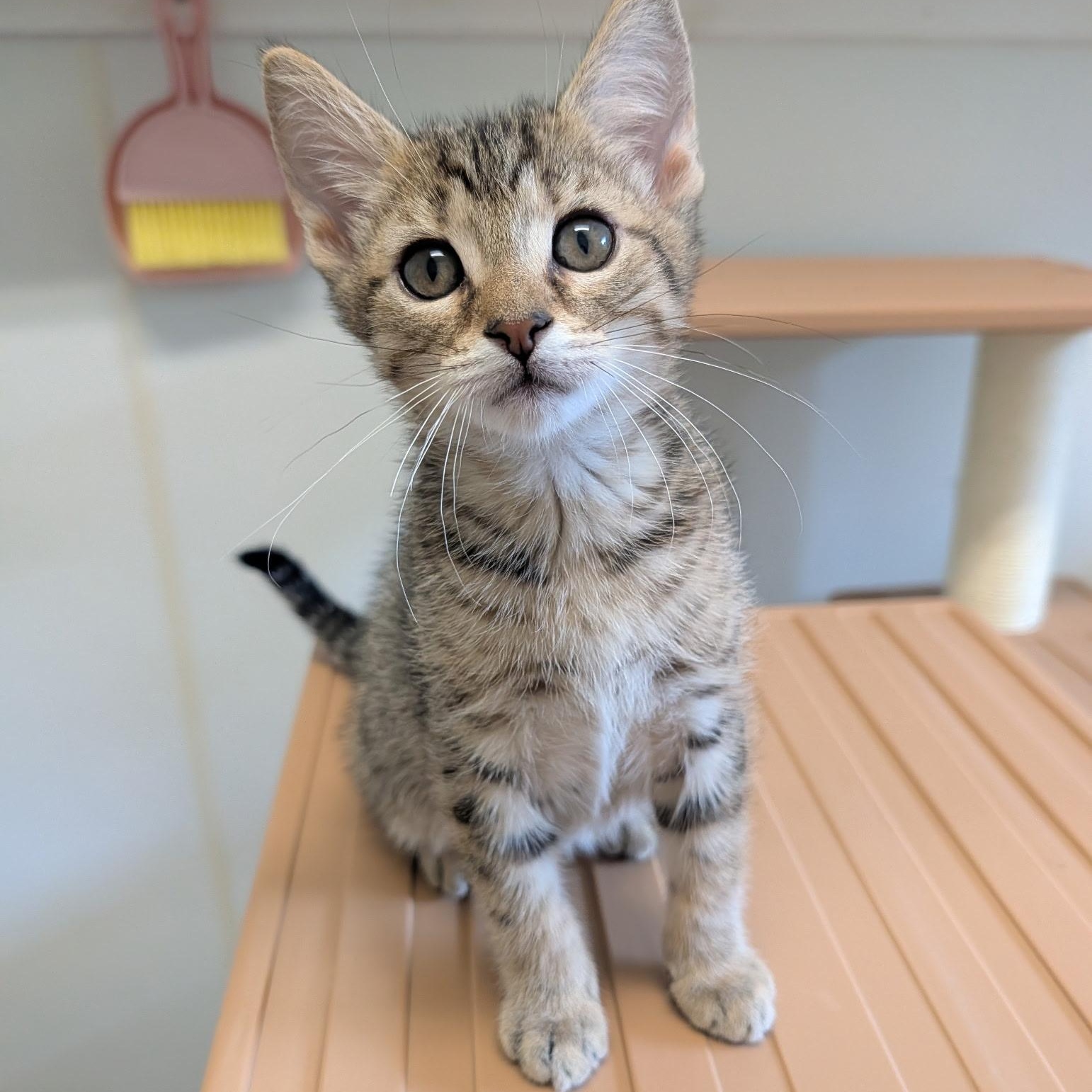 Enlarge Malcolm, a Adopted Domestic Short Hair in Waynesville, NC image 4/6