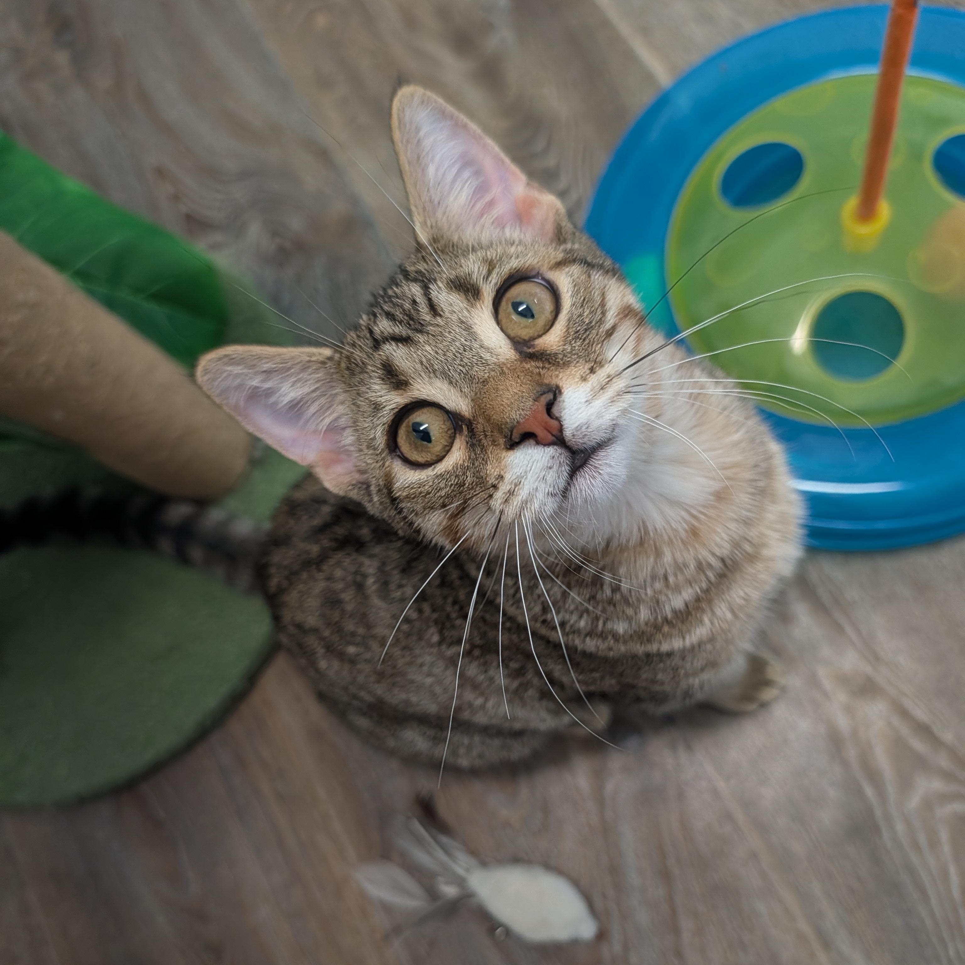 Enlarge Malcolm, a Adopted Domestic Short Hair in Waynesville, NC image 1/6