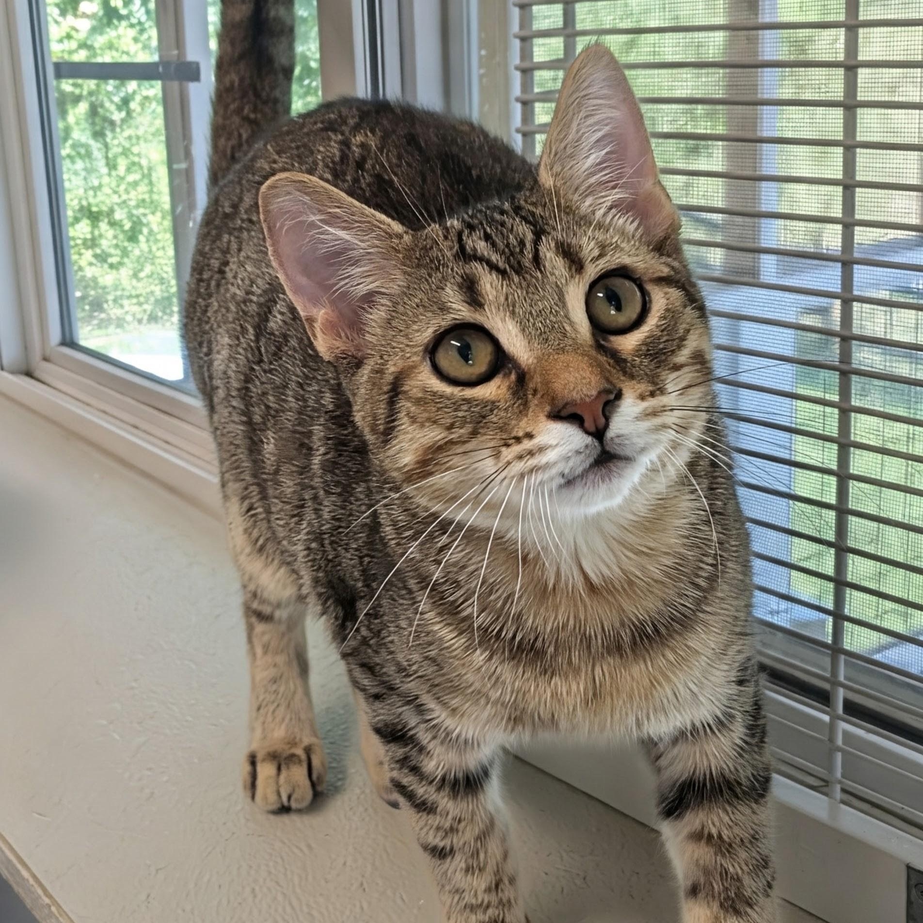 Enlarge Malcolm, a Adopted Domestic Short Hair in Waynesville, NC image 2/6