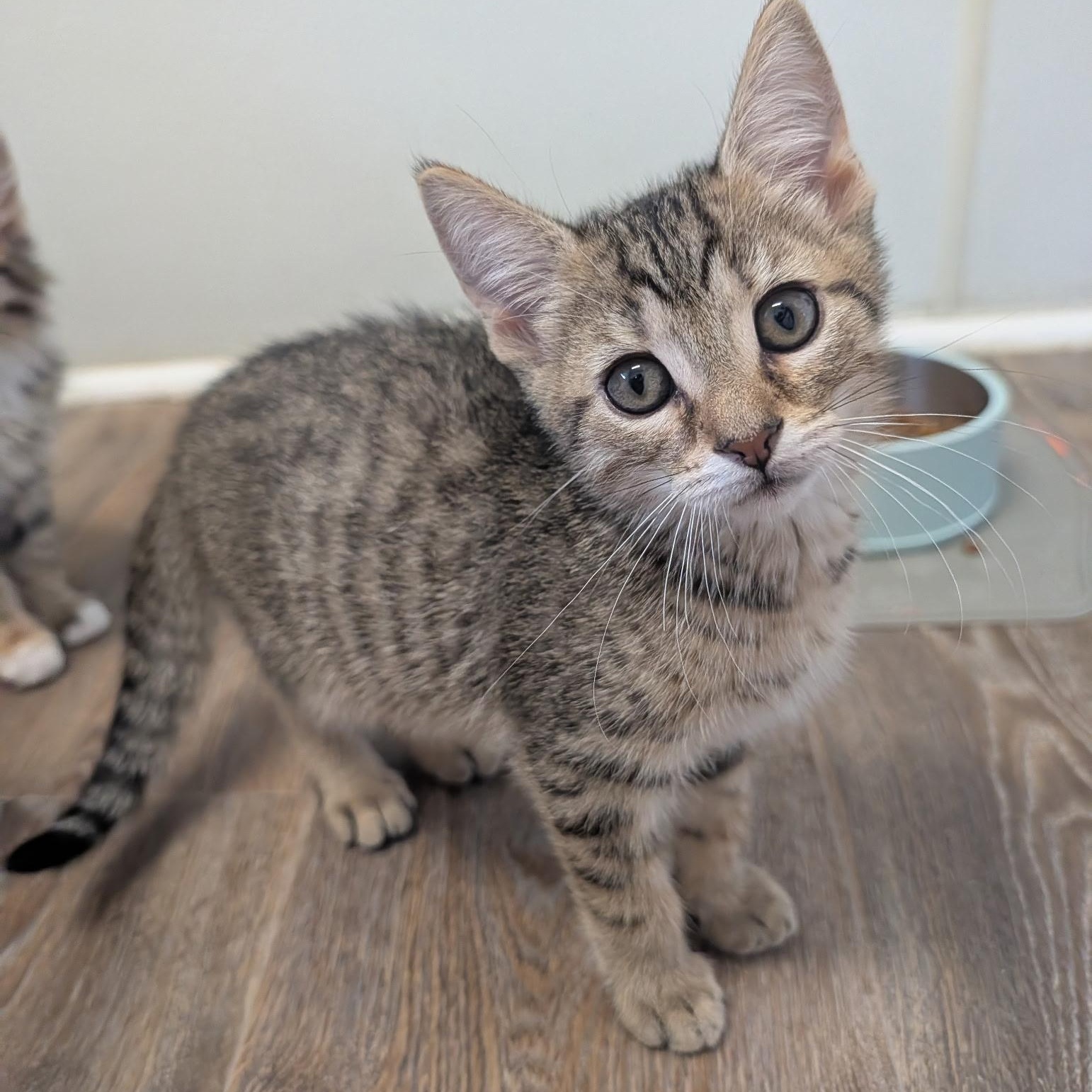 Enlarge Malcolm, a Adopted Domestic Short Hair in Waynesville, NC image 3/6
