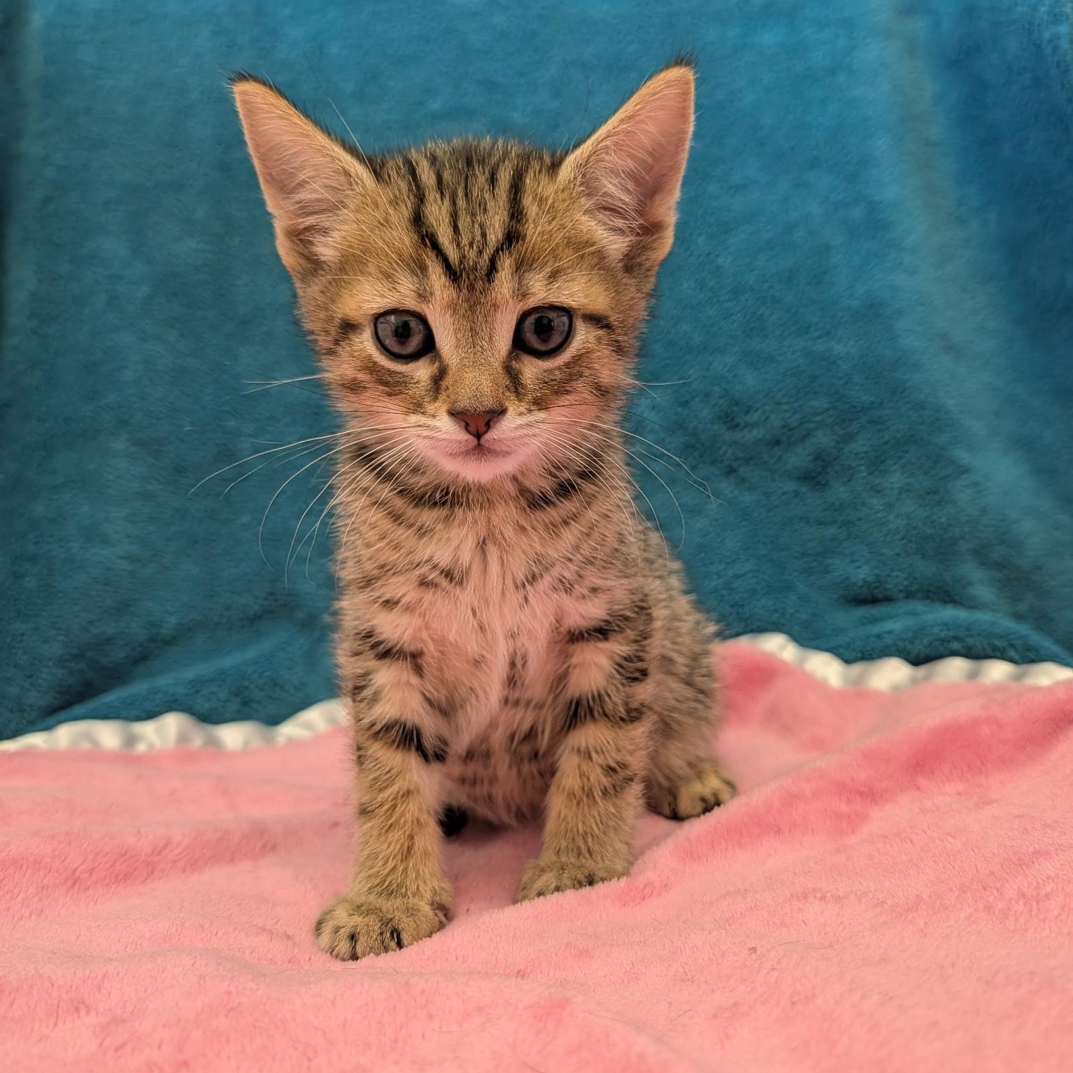 Enlarge Malcolm, a Adopted Domestic Short Hair in Waynesville, NC image 6/6