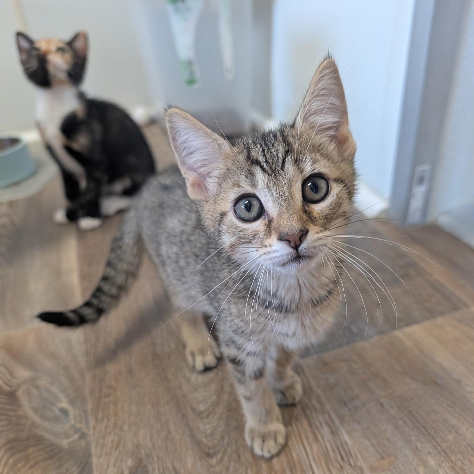 Enlarge Malcolm, a Adopted Domestic Short Hair in Waynesville, NC image 5/6