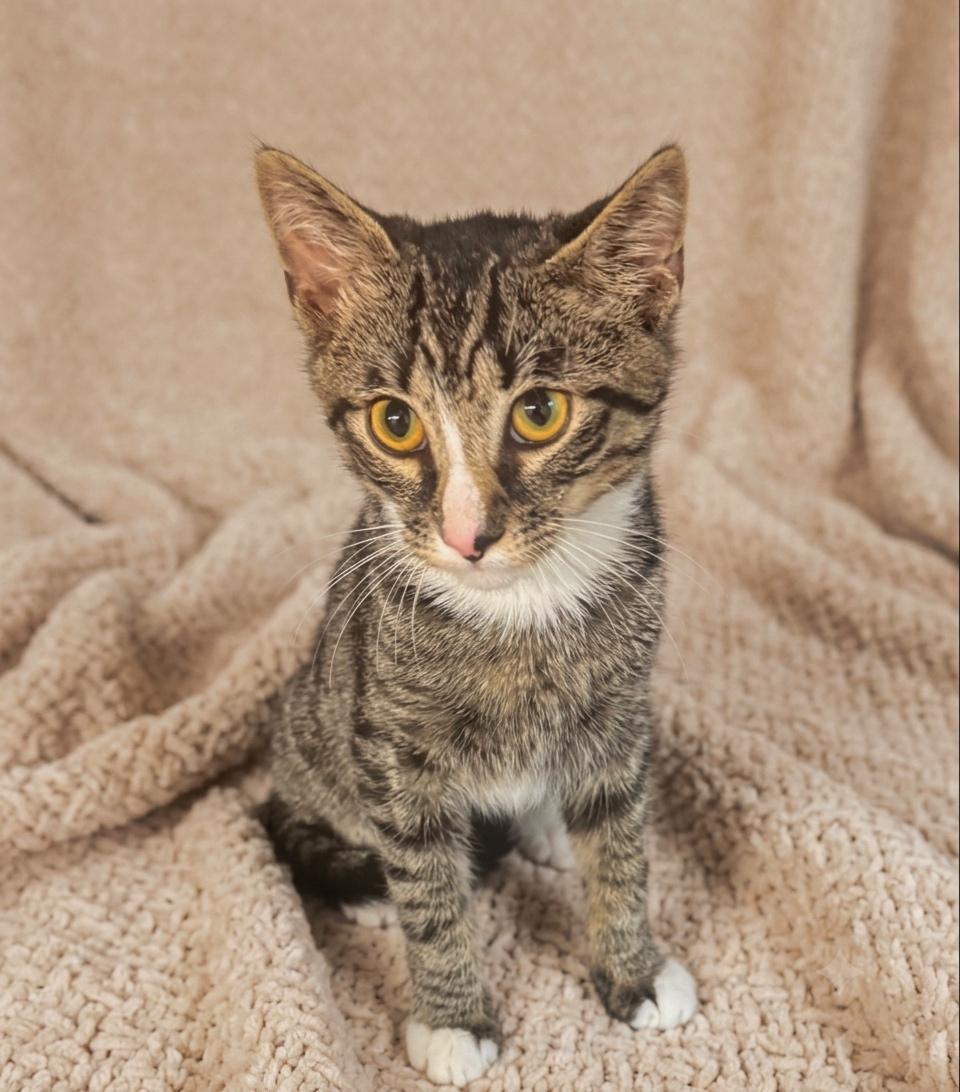 Carter, ADOPTABLE, Kitten Male Domestic Short Hair.