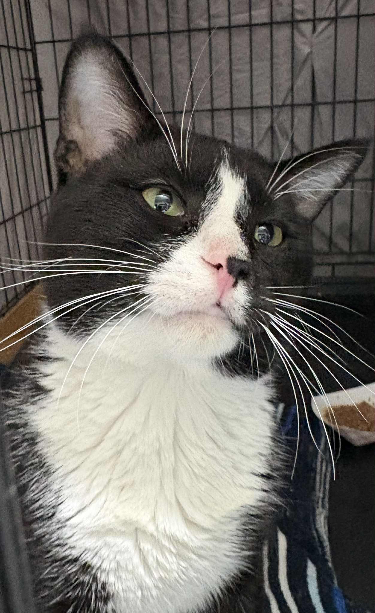 Tuxie, ADOPTABLE, Adult Male Domestic Short Hair.