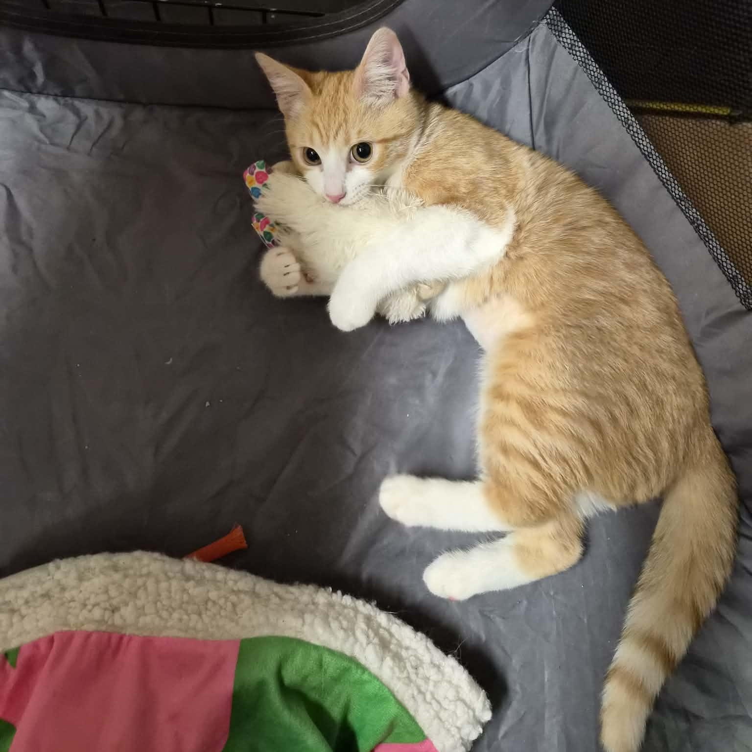 Enlarge Apricot, an adopted Domestic Short Hair in Bellmawr, NJ image 2/5