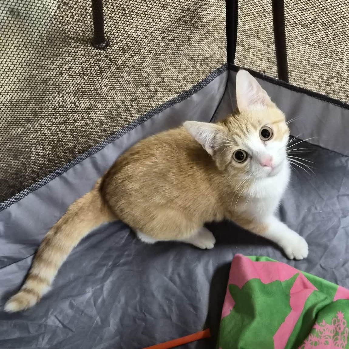 Apricot, adopted, Kitten Female Domestic Short Hair.