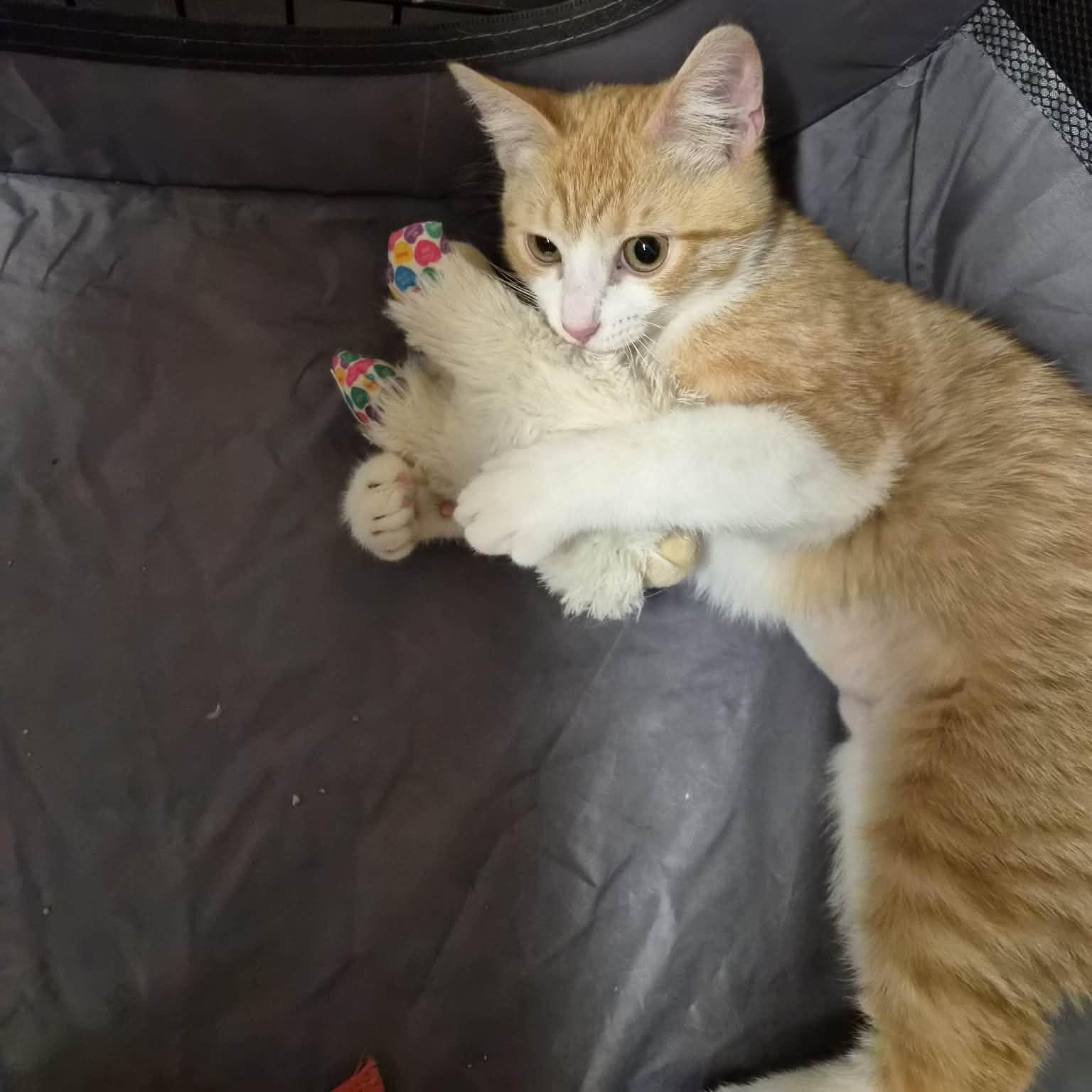 Enlarge Apricot, an adopted Domestic Short Hair in Bellmawr, NJ image 3/5