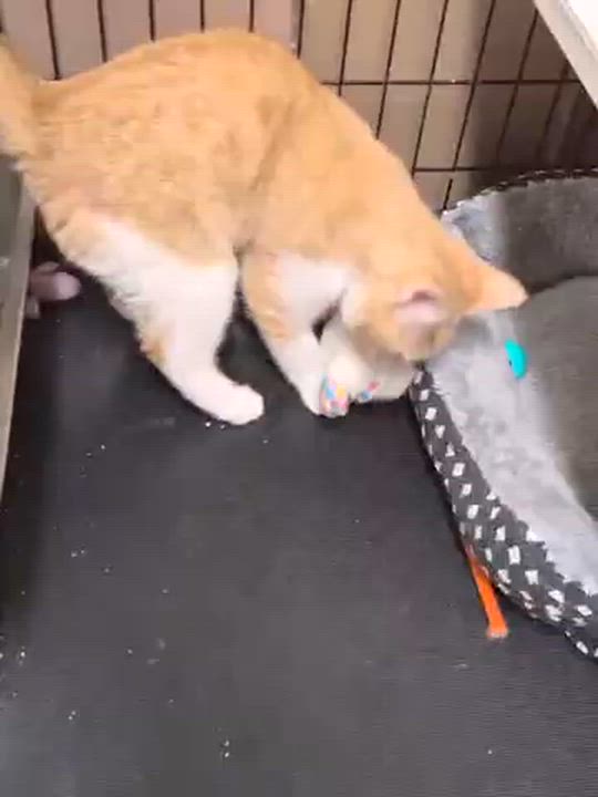 Enlarge Apricot, an adopted Domestic Short Hair in Bellmawr, NJ video 4/5