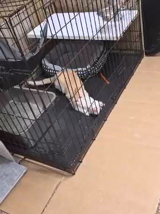 Enlarge Apricot, an adopted Domestic Short Hair in Bellmawr, NJ video 5/5