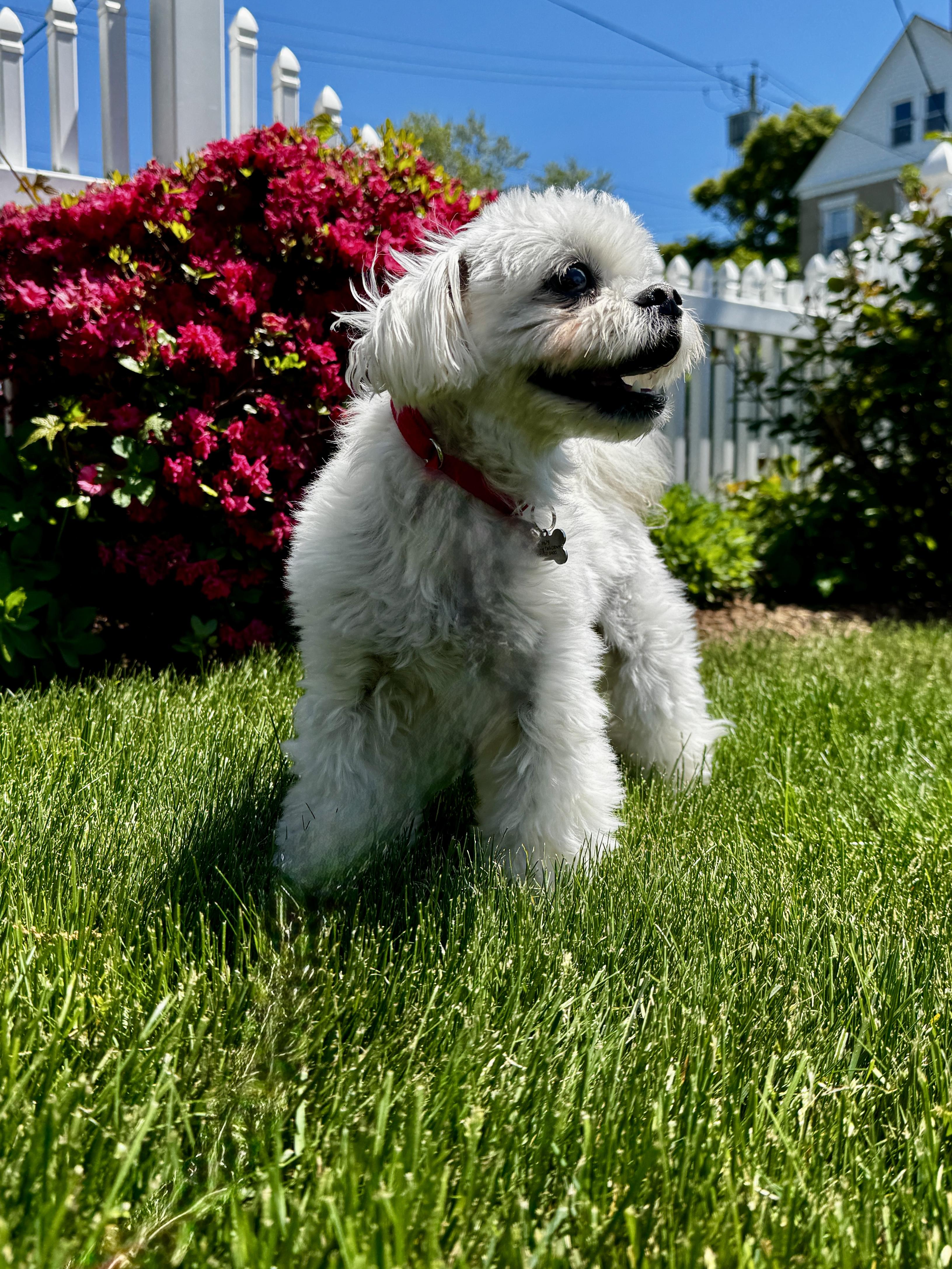 Rigby, an adopted mixed breed in Thornwood, NY image 6/6