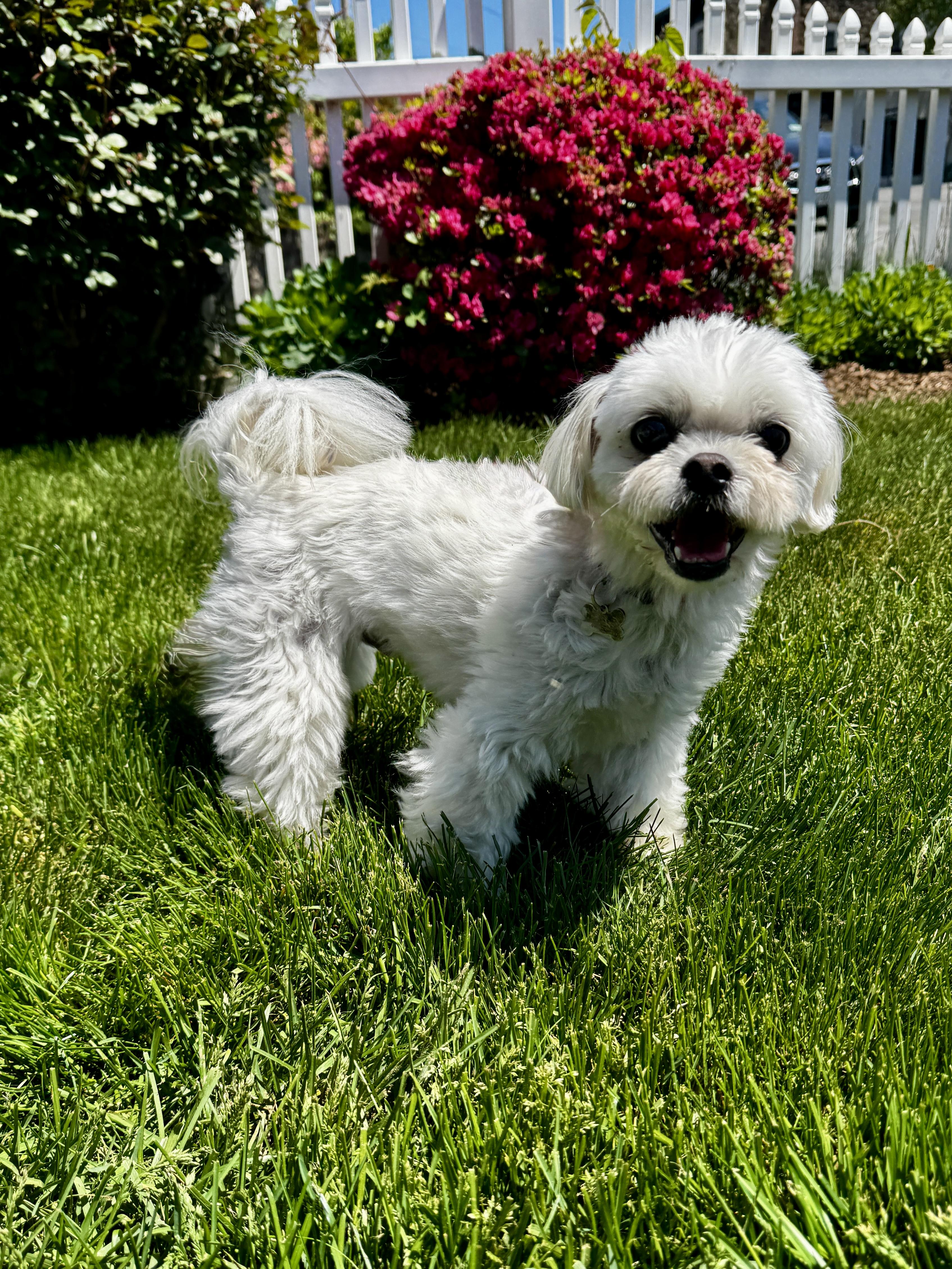 Rigby, an adopted mixed breed in Thornwood, NY image 1/6