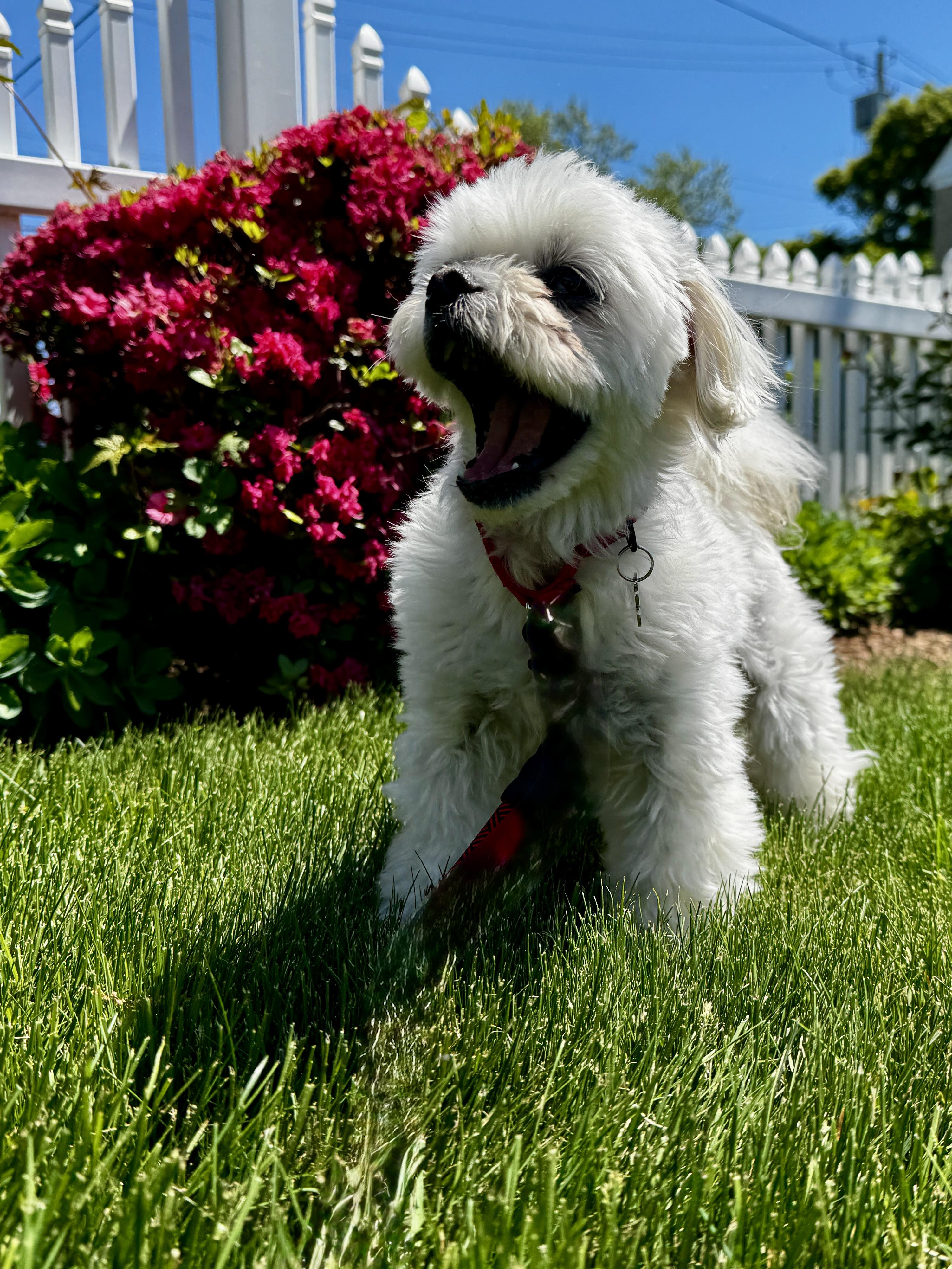 Rigby, an adopted mixed breed in Thornwood, NY image 3/6