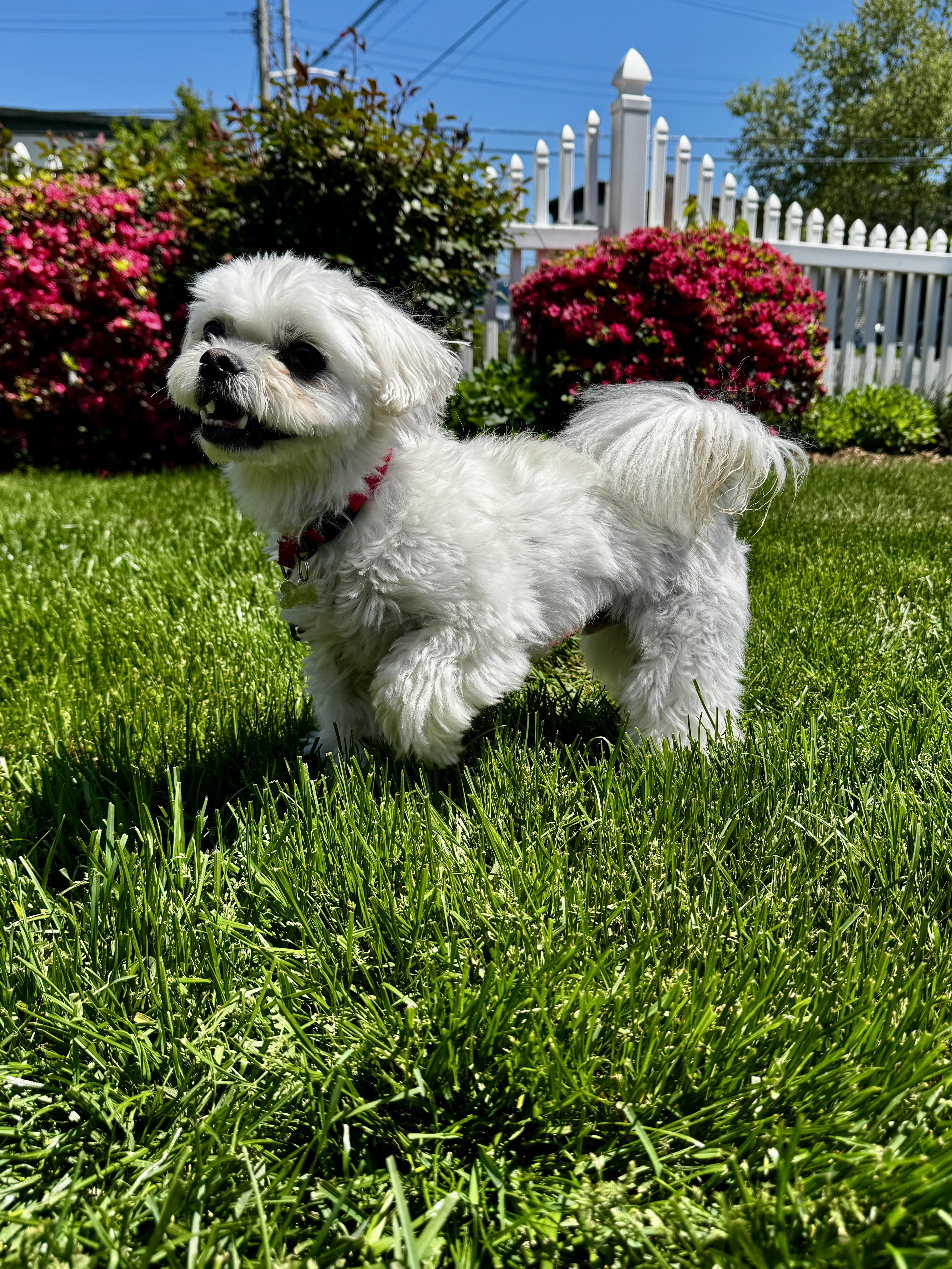 Rigby, an adopted mixed breed in Thornwood, NY image 2/6