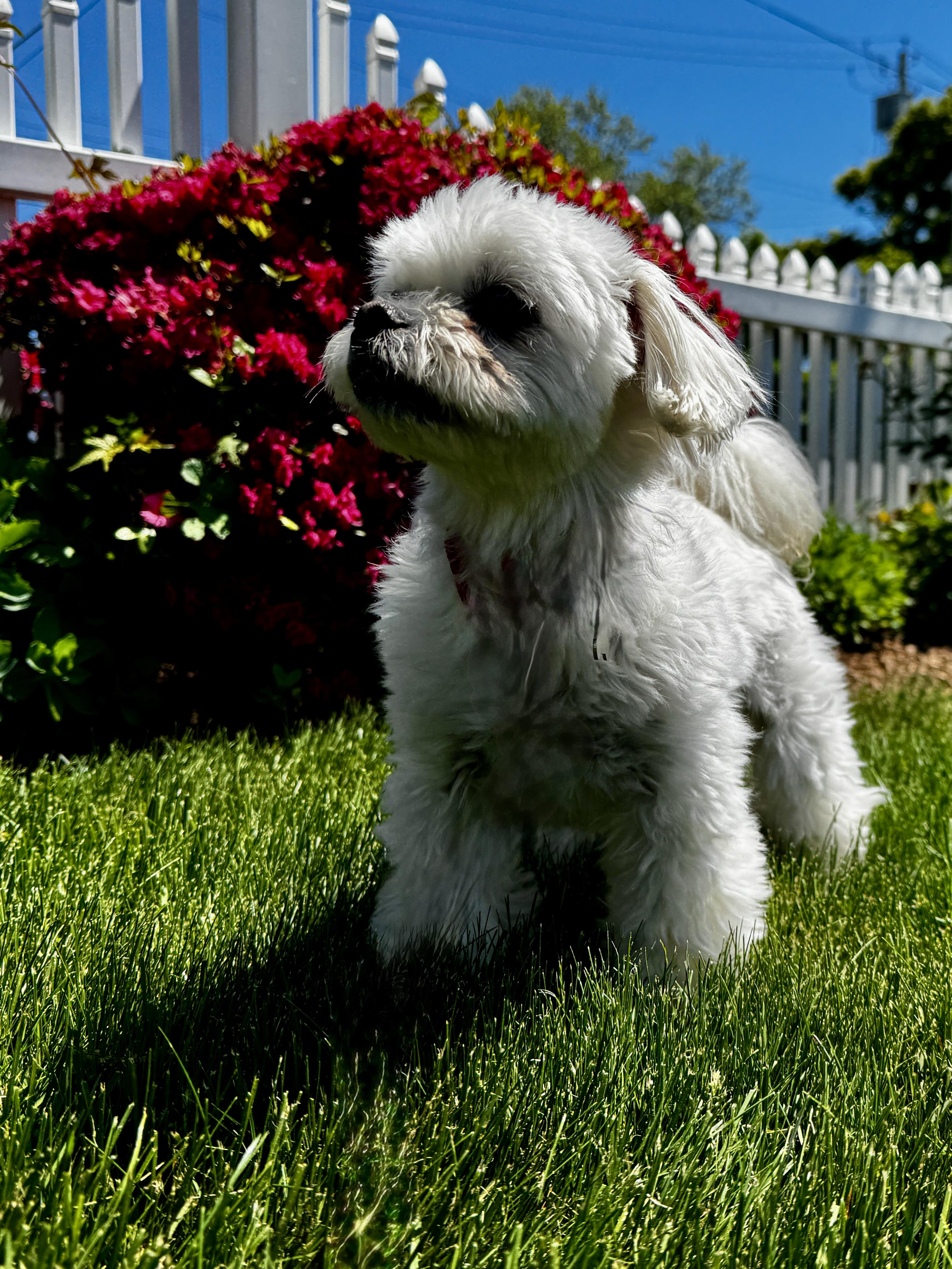 Rigby, an adopted mixed breed in Thornwood, NY image 5/6