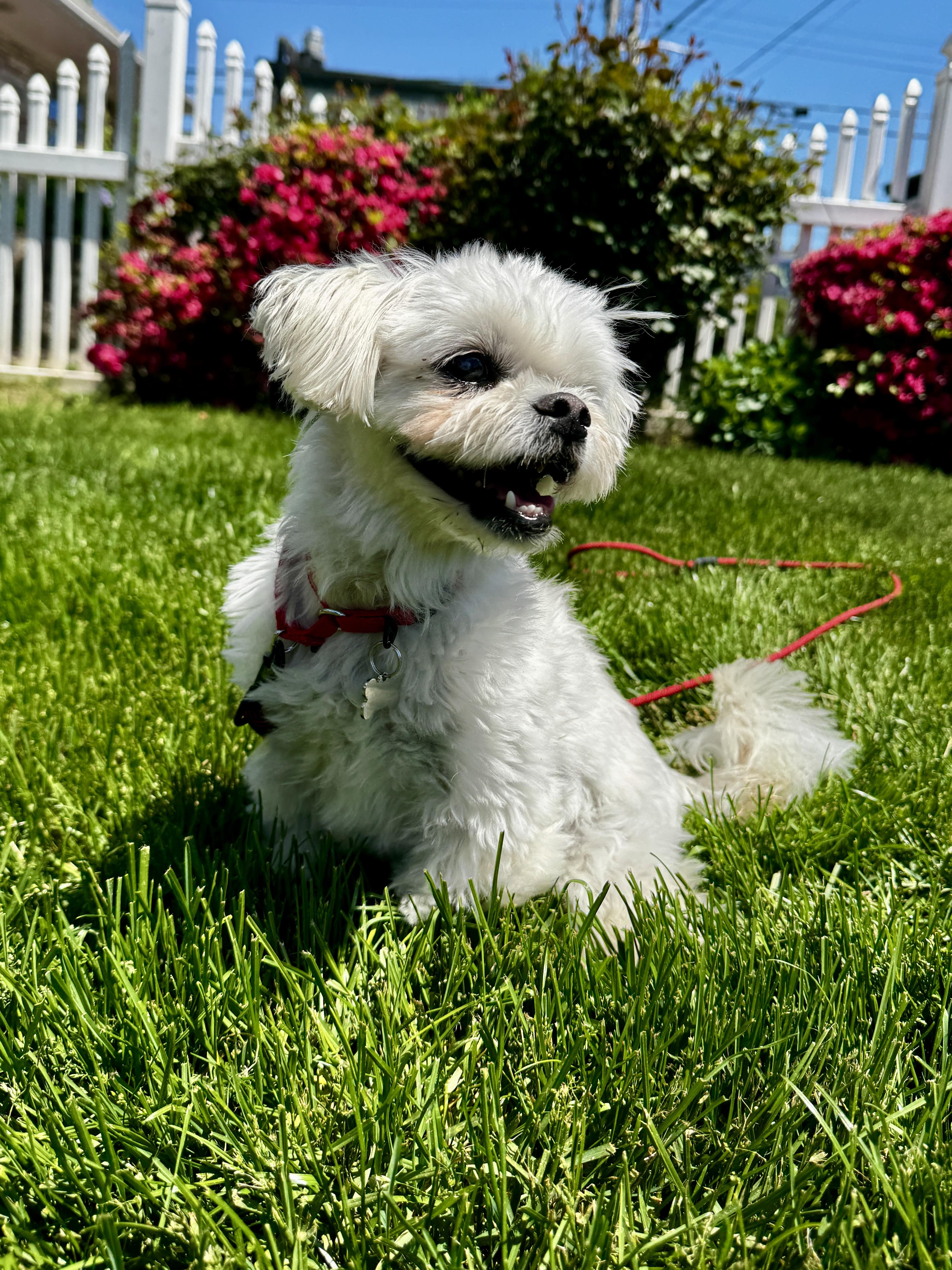 Rigby, an adopted mixed breed in Thornwood, NY image 4/6