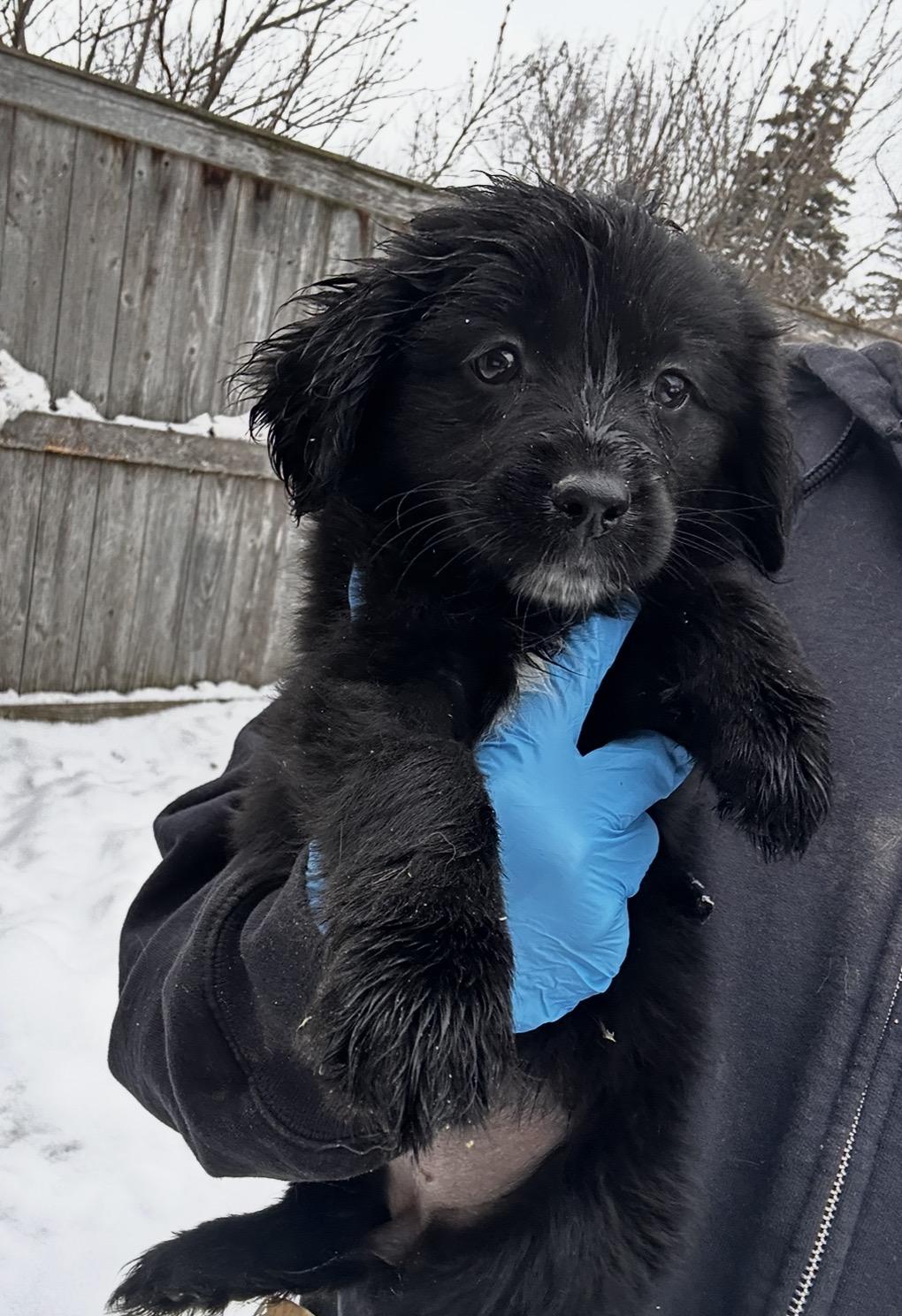 Snowbird, ADOPTABLE, Puppy Female Bernadoodle & Retriever.