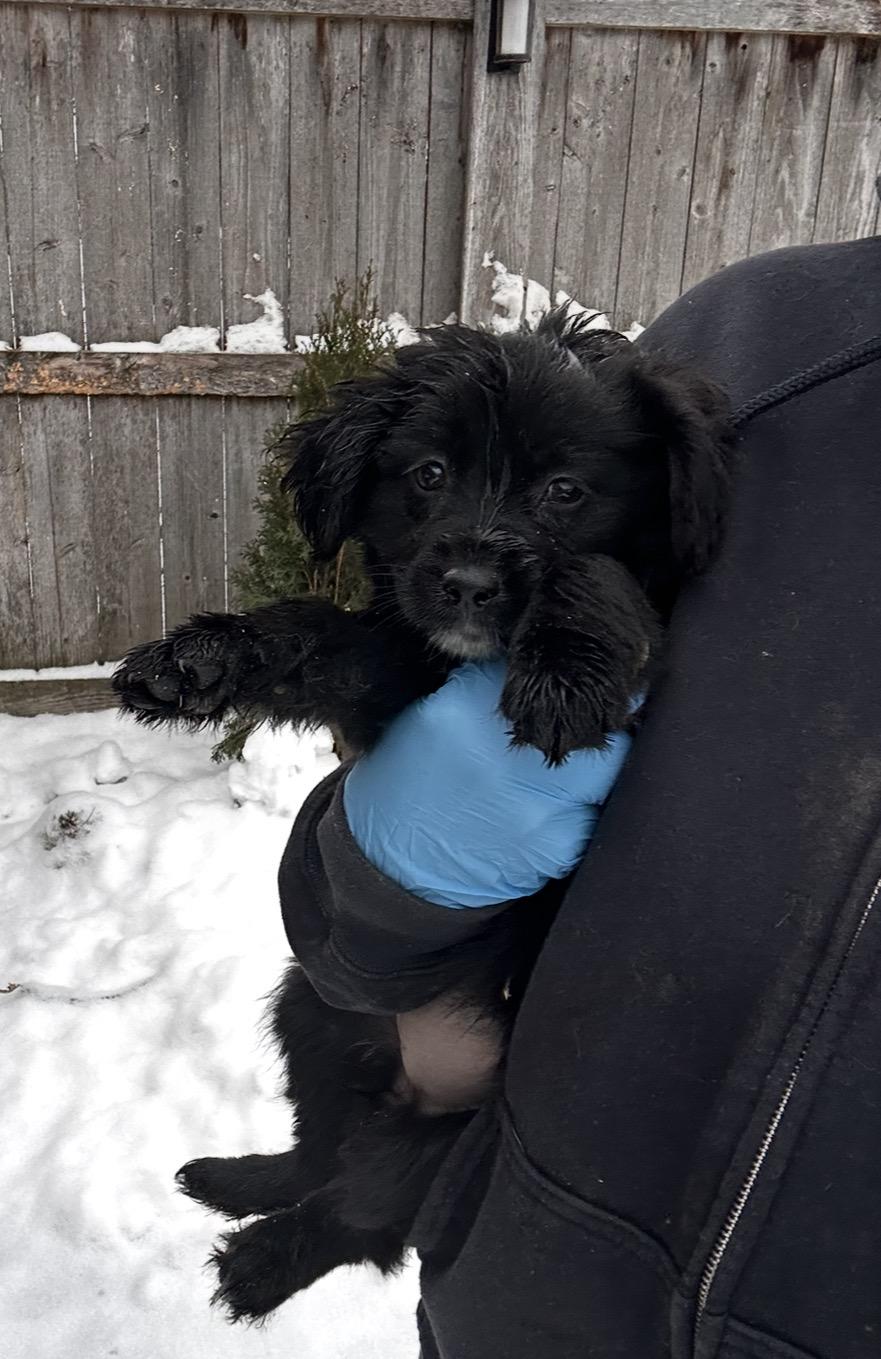 Enlarge Snowbird, a ADOPTABLE mixed breed in Arlington Heights, IL image 5/5