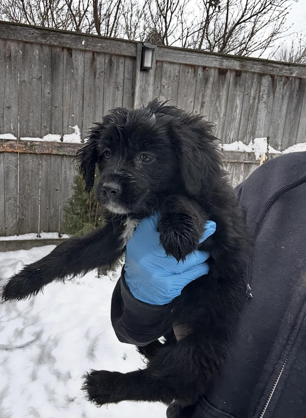 Enlarge Snowbird, a ADOPTABLE mixed breed in Arlington Heights, IL image 2/5