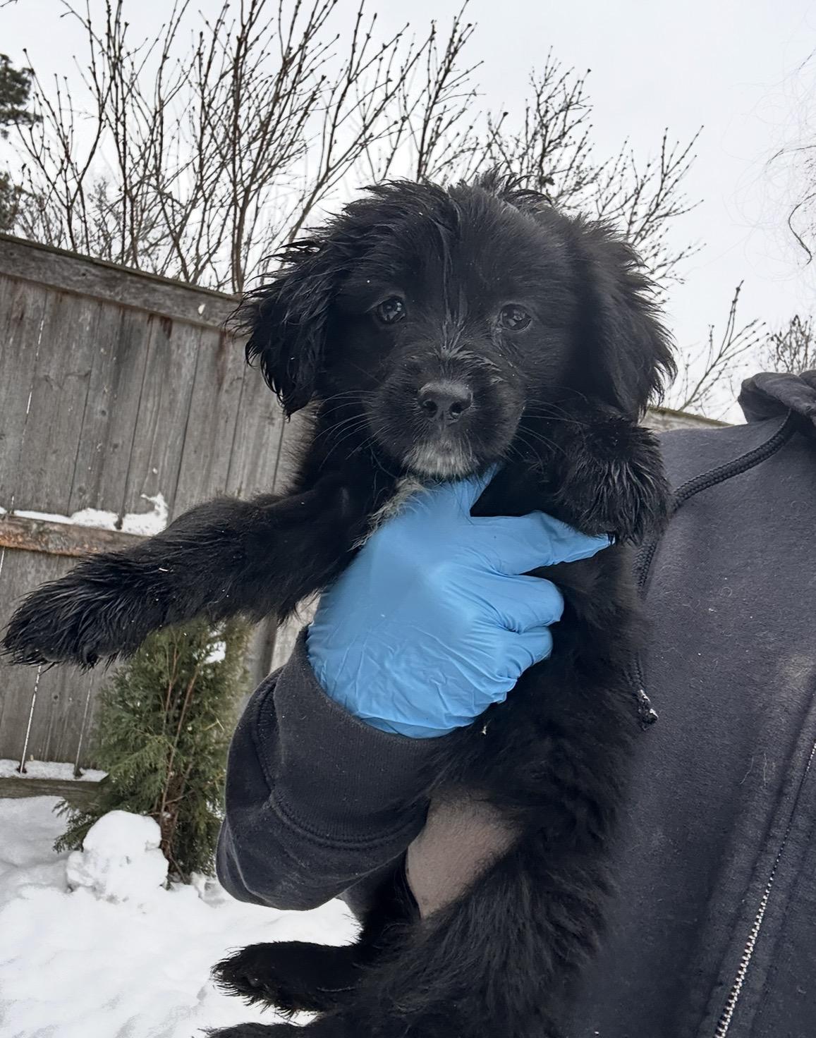 Enlarge Snowbird, a ADOPTABLE mixed breed in Arlington Heights, IL image 3/5