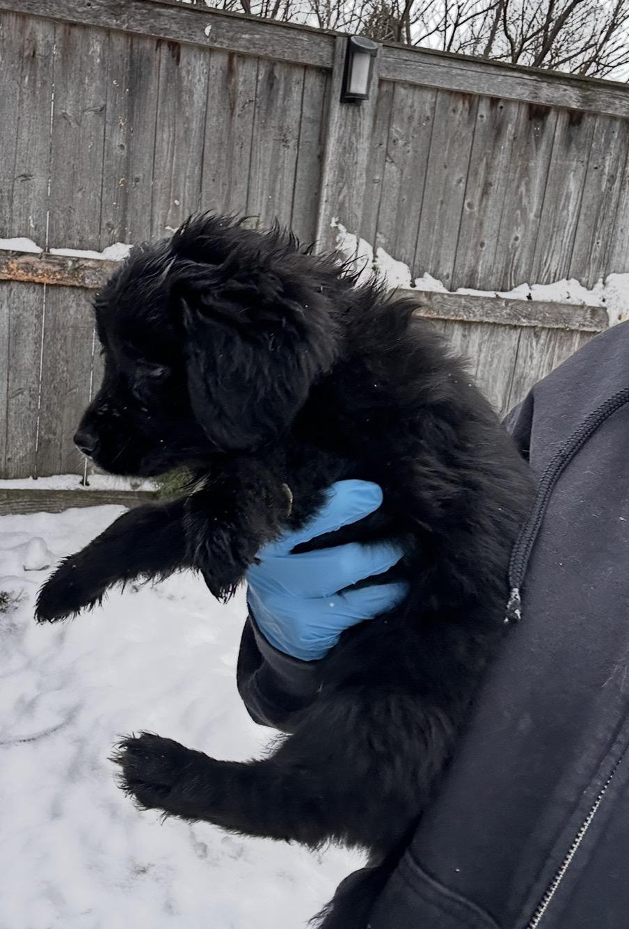 Enlarge Snowbird, a ADOPTABLE mixed breed in Arlington Heights, IL image 4/5