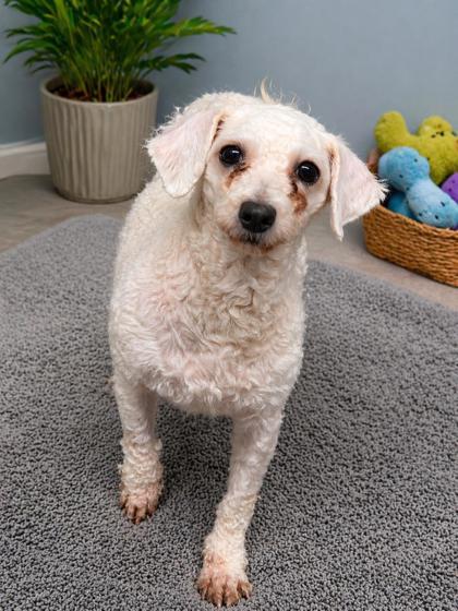 Koda, Adoptable, Adult Female Bichon Frise.