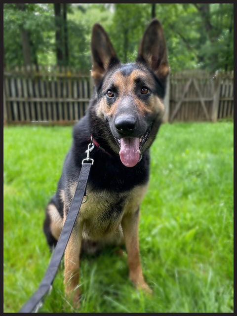 Ace23, Adoptable, Adult Male German Shepherd Dog.