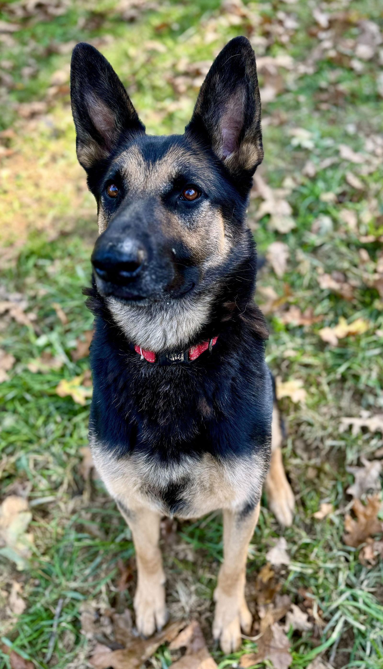 Ace23, a Adoptable German Shepherd Dog in Baltimore, MD image 1/3