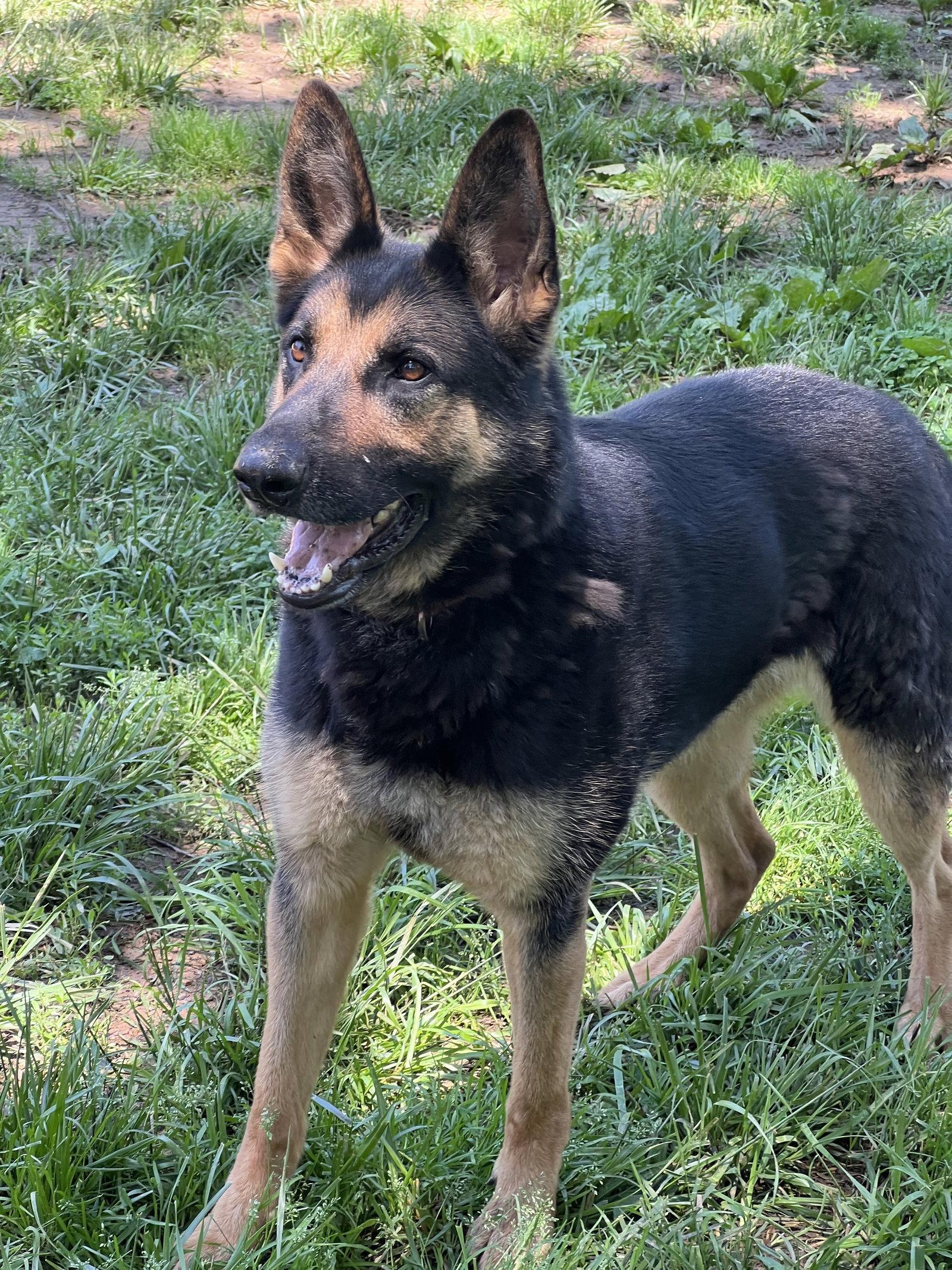 Ace23, Adoptable, Adult Male German Shepherd Dog.