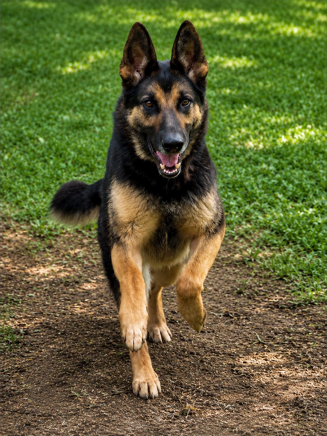 Ace23, Adoptable, Adult Male German Shepherd Dog.
