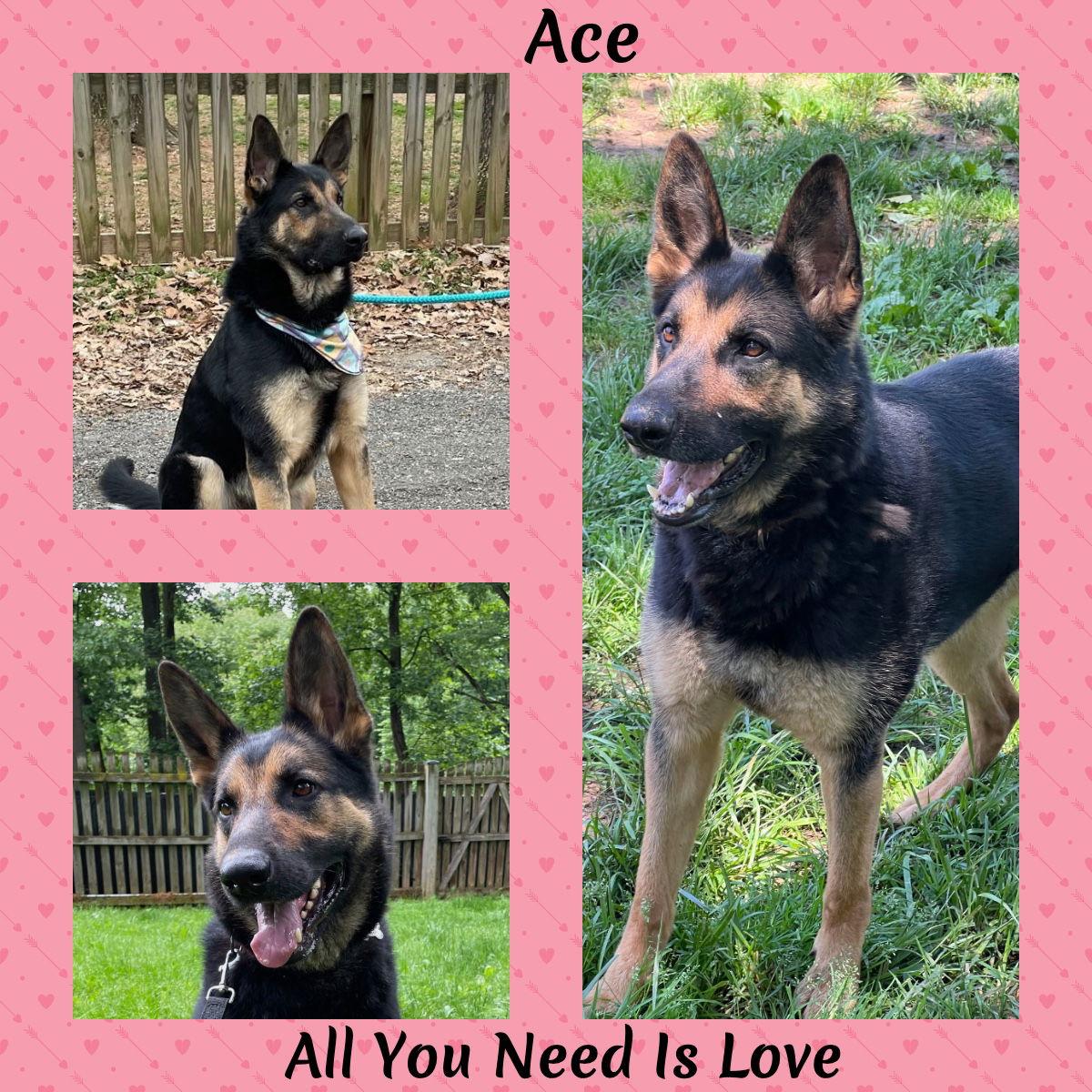Enlarge Ace23, a Adoptable German Shepherd Dog in Baltimore, MD image 2/3