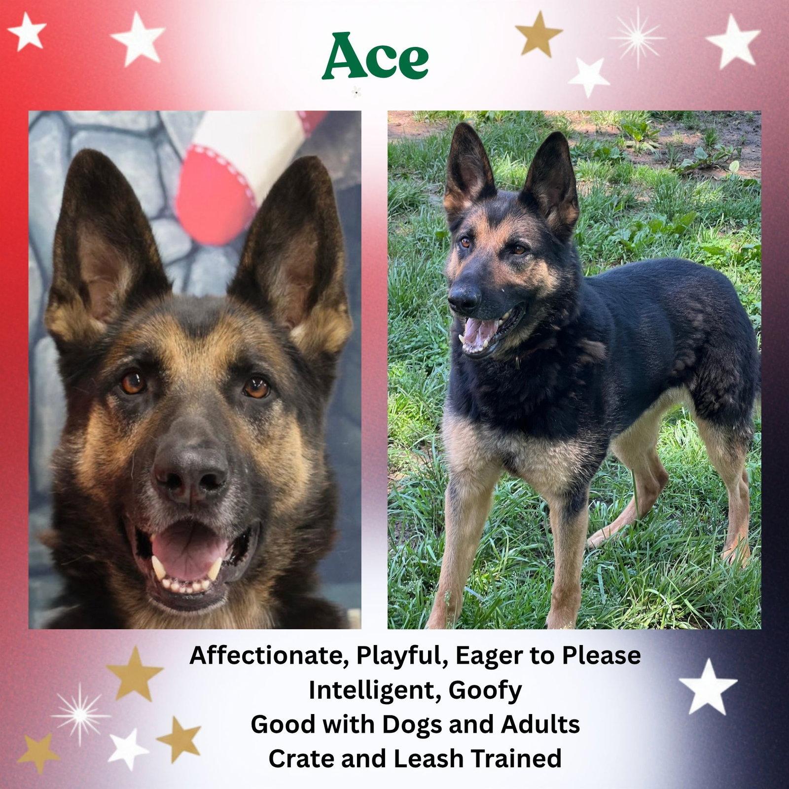 Enlarge Ace23, a Adoptable German Shepherd Dog in Baltimore, MD image 1/3