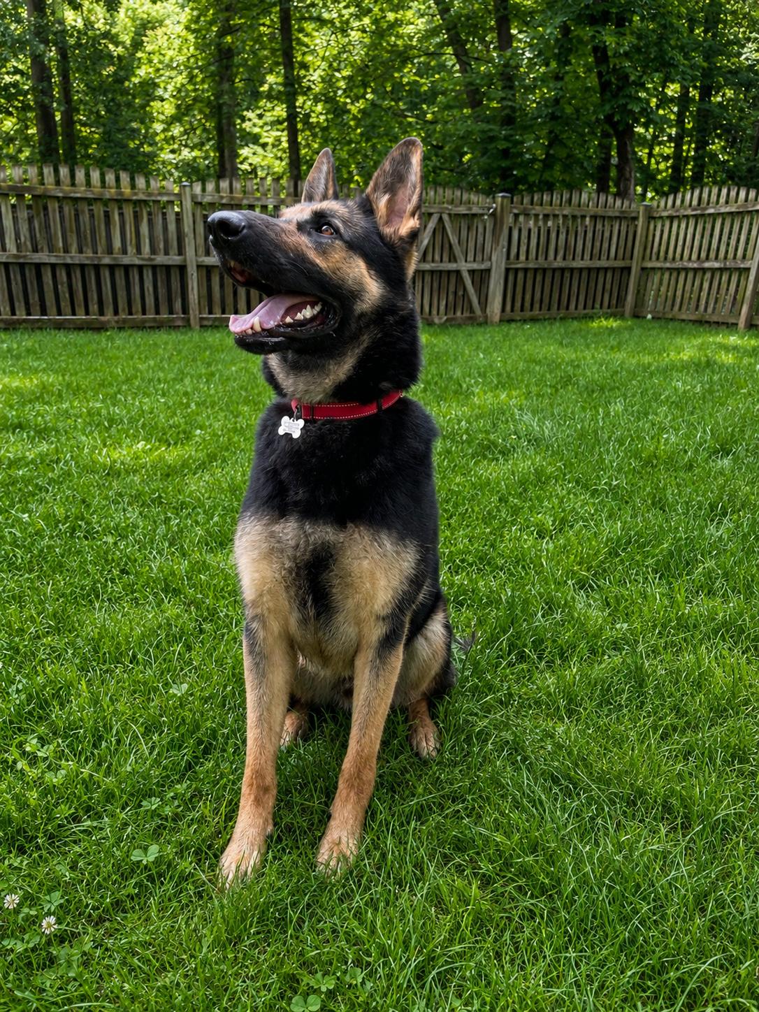 Enlarge Ace23, a Adoptable German Shepherd Dog in Baltimore, MD image 3/3