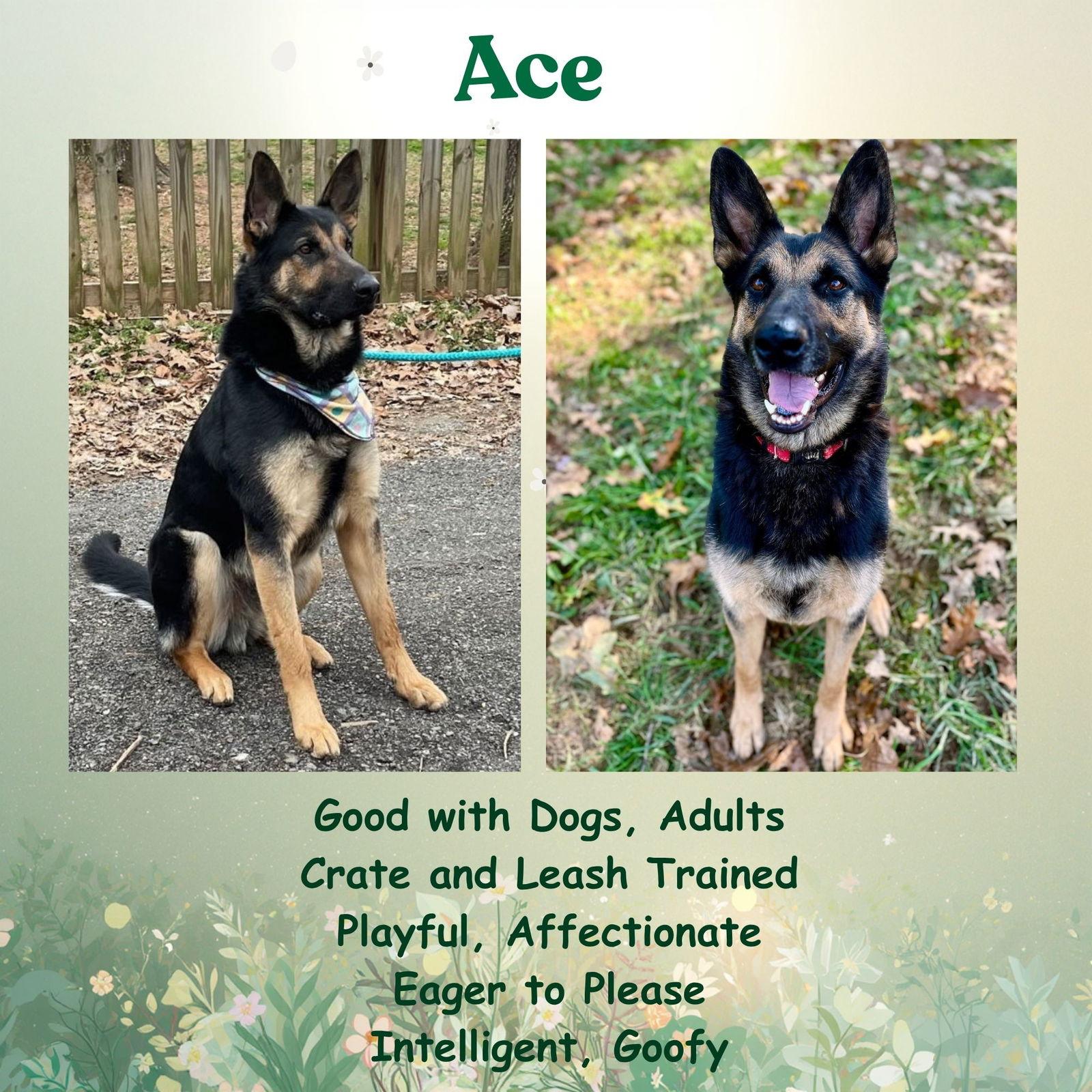 Enlarge Ace23, a Adoptable German Shepherd Dog in Baltimore, MD image 2/3