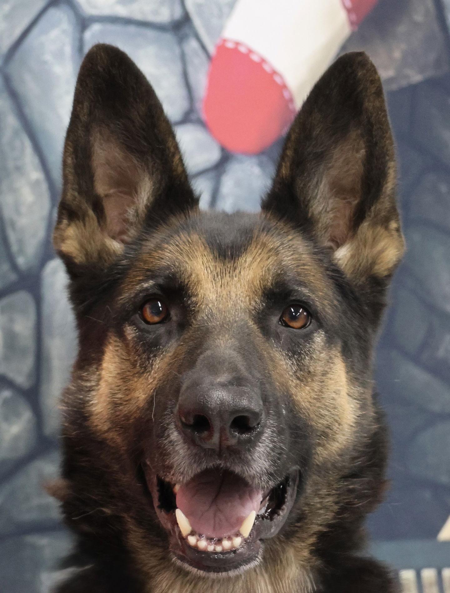 Enlarge Ace23, a Adoptable German Shepherd Dog in Baltimore, MD image 3/3