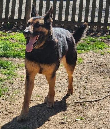 Ace23, a Adoptable German Shepherd Dog in Baltimore, MD image 2/3